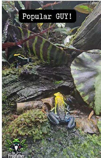 Poison dart frog calling on moss in a humid tropical vivarium during breeding behaviour
