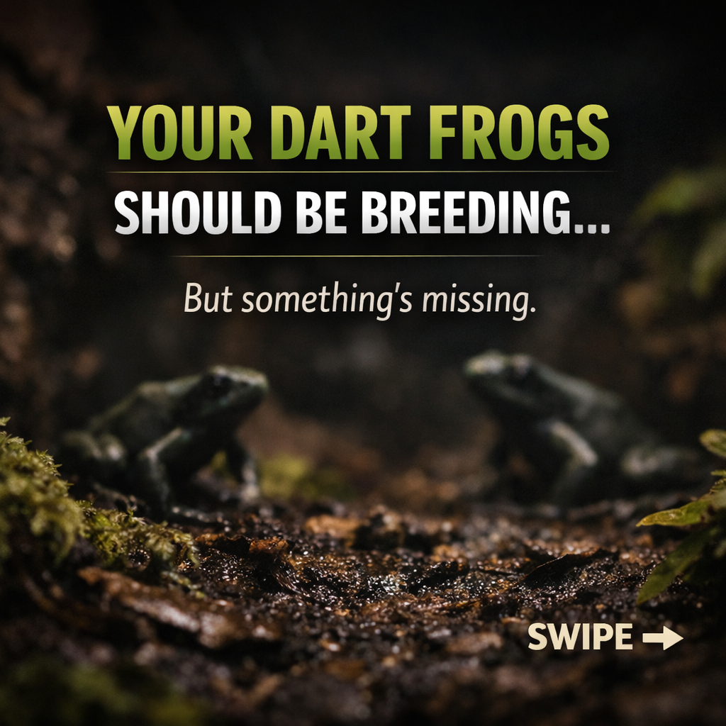 Dart frogs in a bioactive vivarium with text saying your dart frogs should be breeding but something is missing