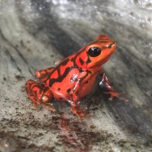 Vicente Red Dart Frog (Oophaga vicentei) displayed in a clear tub showing its vivid red colouration