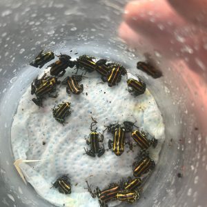 Ranitomeya quimpichari dart froglets showing yellow and orange striping in close detail
