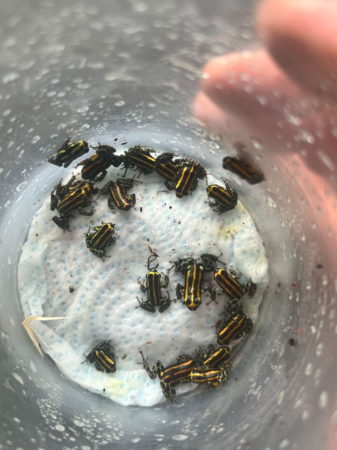 Ranitomeya quimpichari Froglets for Sale 1 Ranitomeya quimpichari dart froglets showing yellow and orange striping in close detail