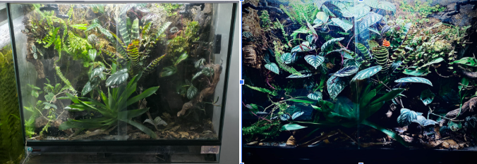 Dry season vs wet season dart frog vivarium comparison showing breeding trigger conditions