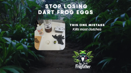 Dart frog eggs incubation setup using sterile method with F10 disinfectant and tadpole tea to improve hatch rates and stop eggs going bad