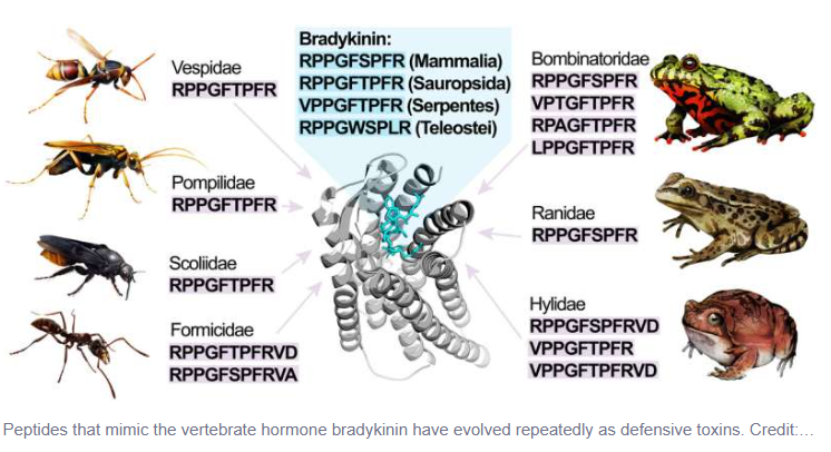 Diagram showing convergent evolution of bradykinin-like pain toxins in frogs and wasps, illustrating how different species evolved similar defensive peptides.