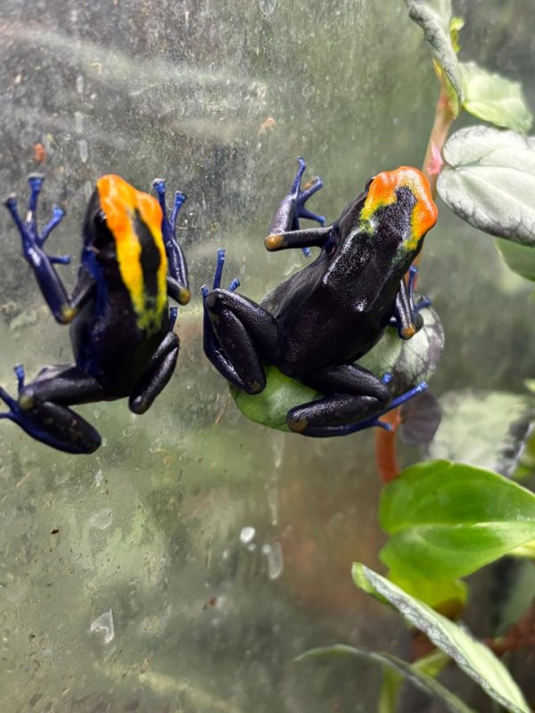 Lorenzo dart frog displayed in a clear tub showing its colouration