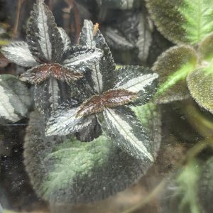 Pilea Silver Tree terrarium plant cutting with metallic leaves for vivarium