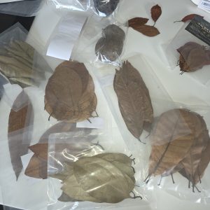 Premium tropical leaf litter mix for bioactive vivarium UK