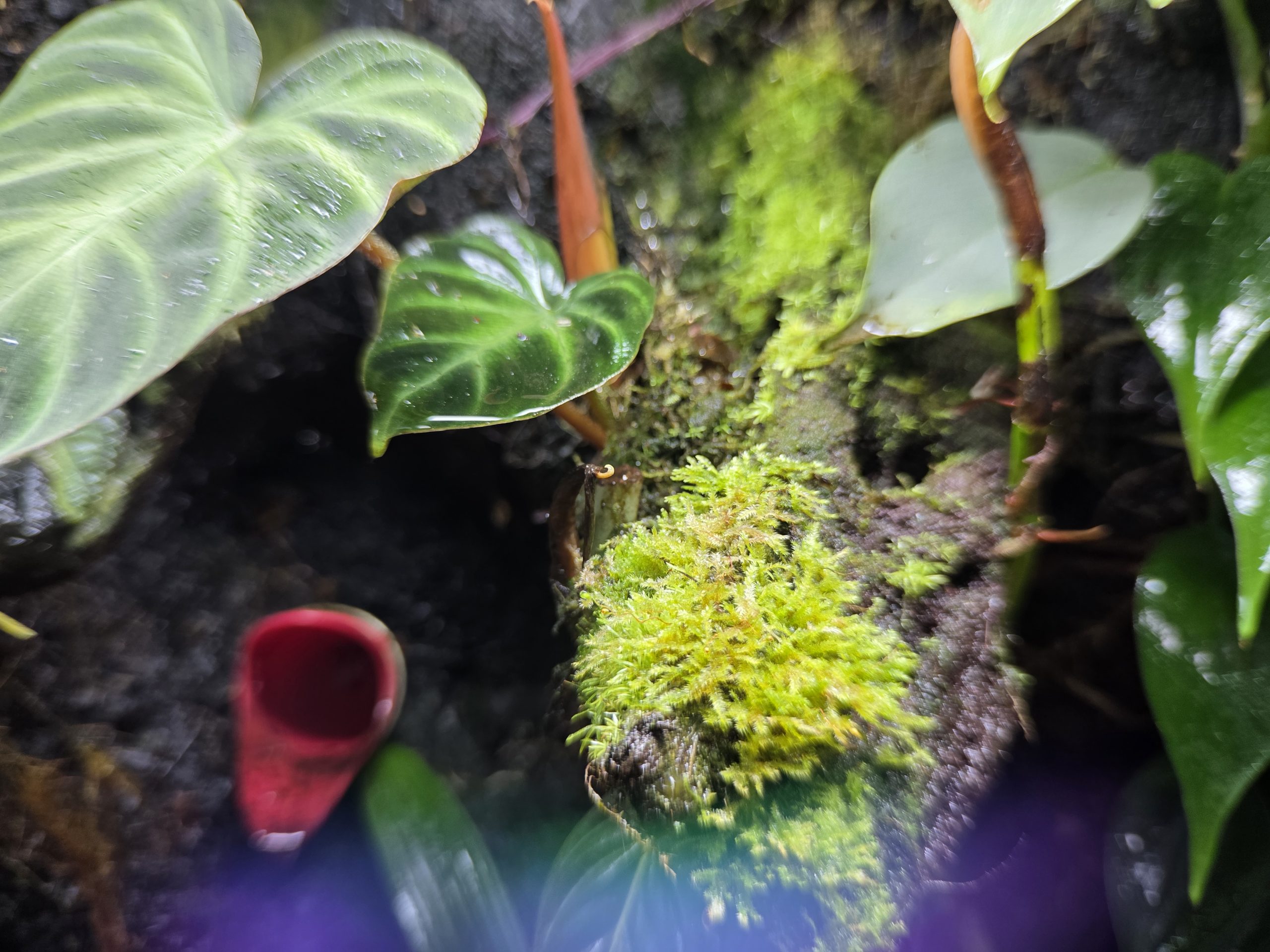 Wet moss mix growing on cork bark inside a tropical bioactive vivarium