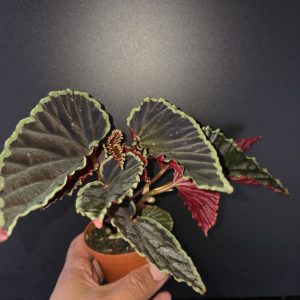Darth Vader Begonia leaf close up showing dark velvety texture and iridescence terrarium plant