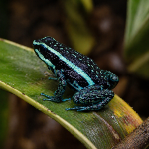 Ameerega bassleri Sisa dart frog juvenile perched on green leaf tropical vivarium UK