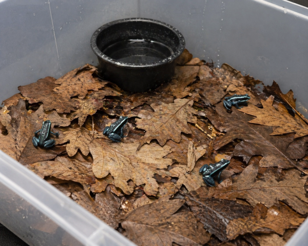 Ameerega bassleri Sisa juvenile dart frogs in grow out tub on oak leaf litter with water dish