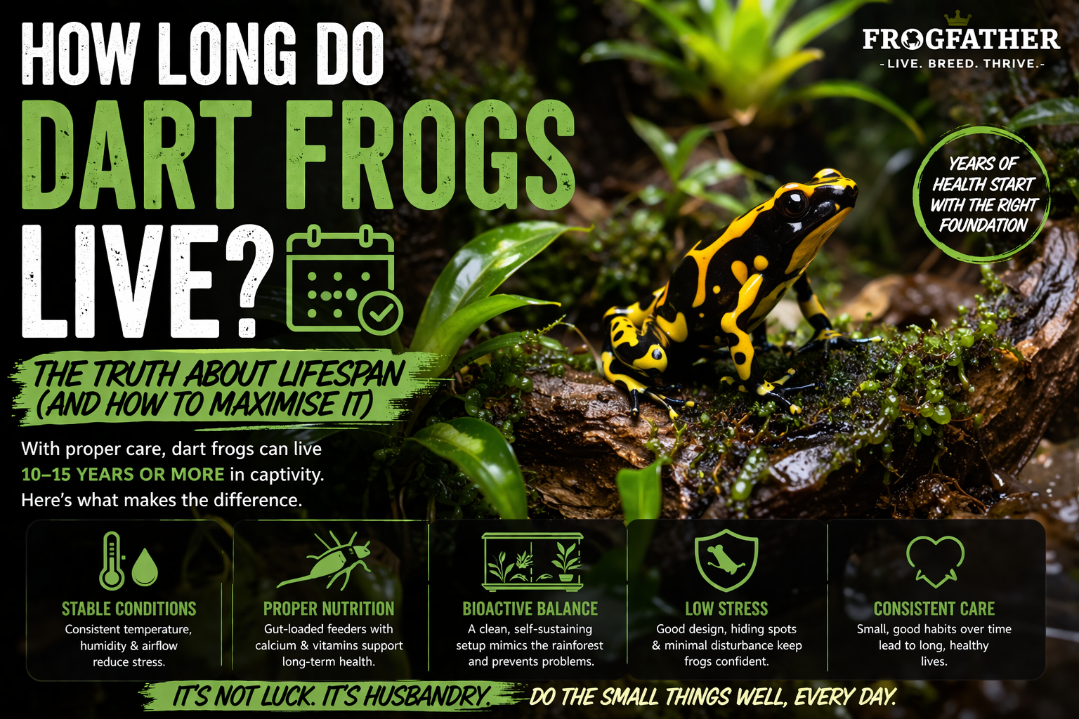 Healthy poison dart frog in lush bioactive vivarium showing ideal long term care conditions and stable environment