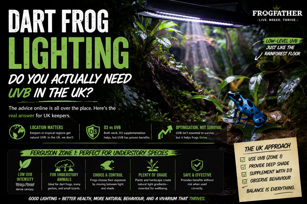 Dart frog in planted vivarium under low level UVB lighting showing shaded jungle environment and Ferguson Zone 1 setup