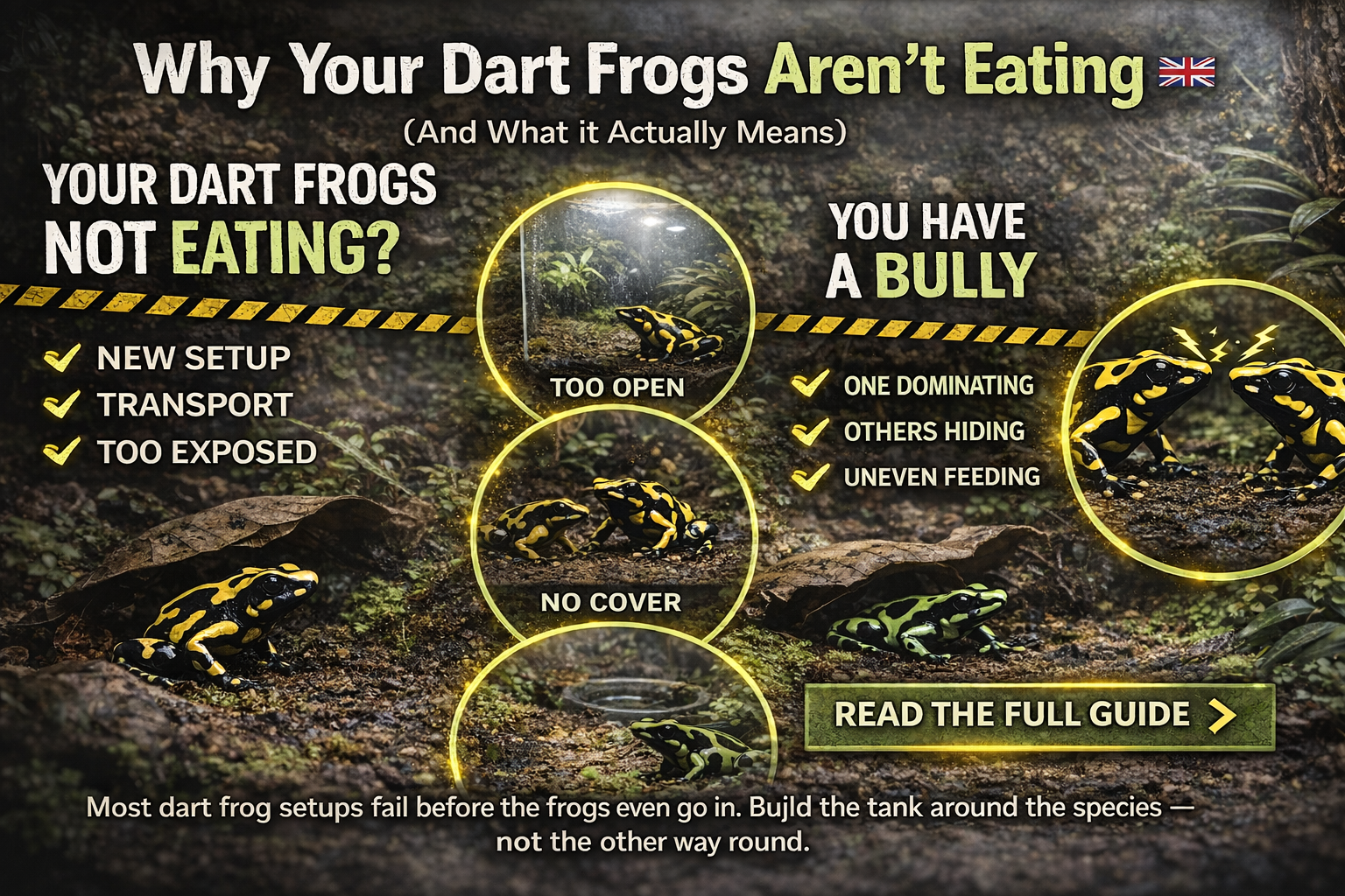 Why dart frogs are not eating in a UK vivarium showing stress, poor setup, and aggression issues in a bioactive tank