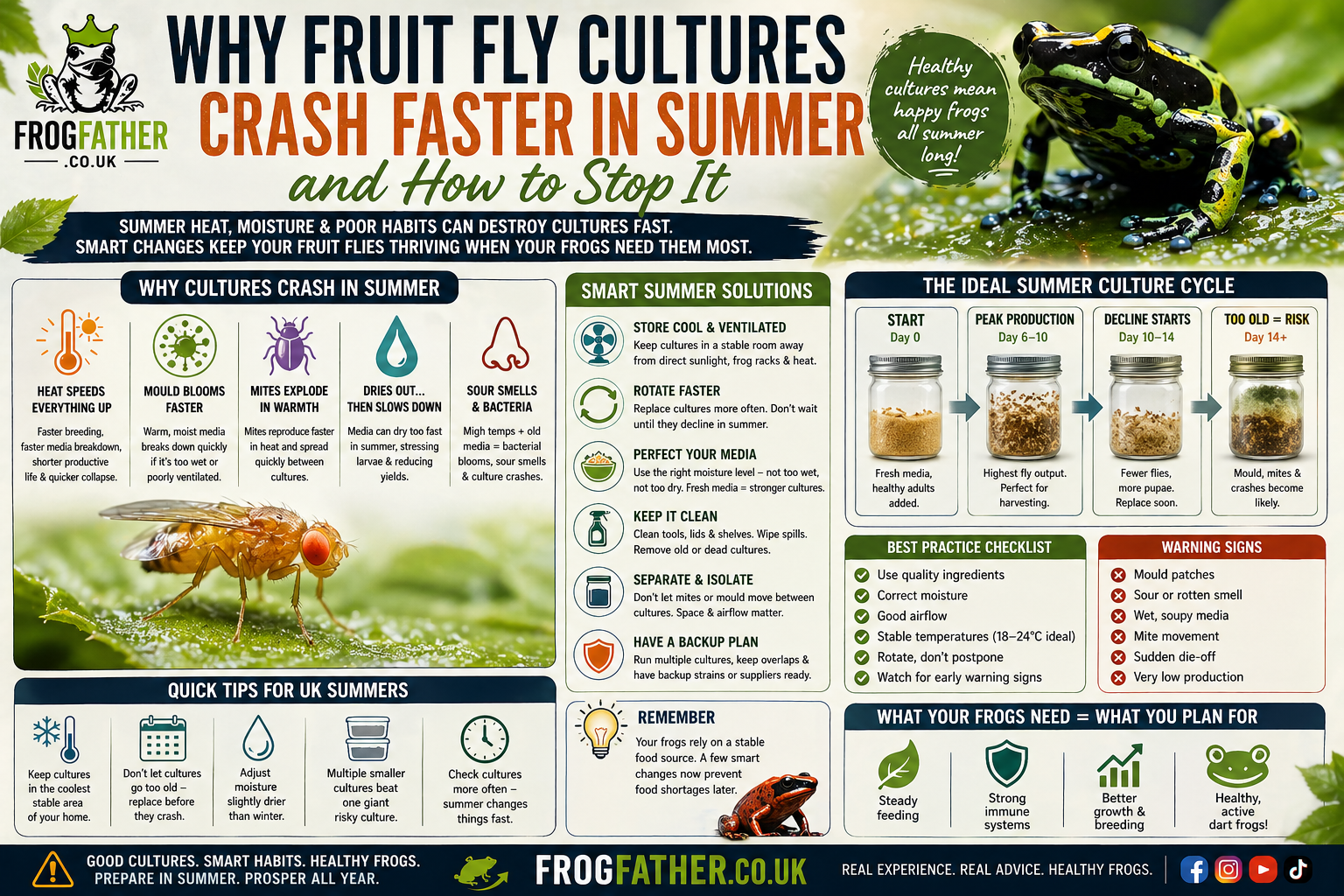 Why fruit fly cultures crash faster in summer infographic for UK dart frog keepers