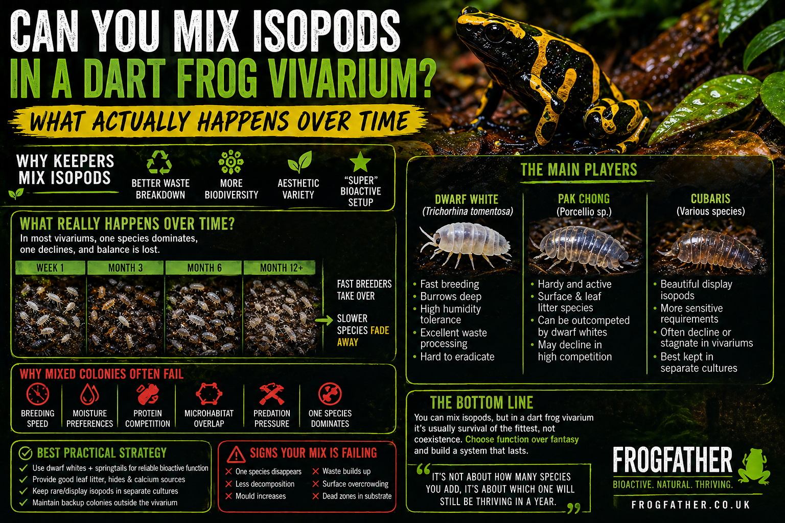 Infographic showing mixed isopods in a dart frog vivarium with dwarf white, Pak Chong, and Cubaris comparisons explaining long-term competition and bioactive ecosystem outcomes