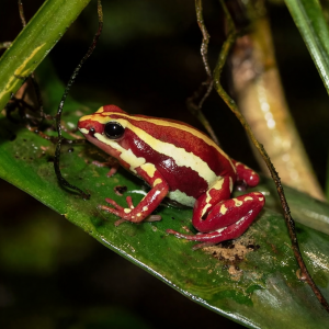 Phantasmal dart frog Epipedobates anthonyi captive bred UK red and cream striped dart frog on leaf