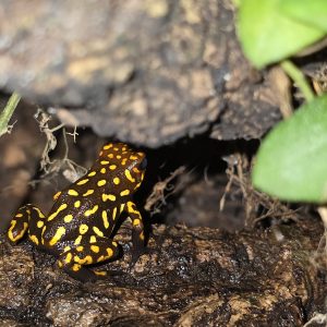 Close-up of Oophaga Redhead Small Form dart frog from a proven breeding trio in a planted bioactive vivarium