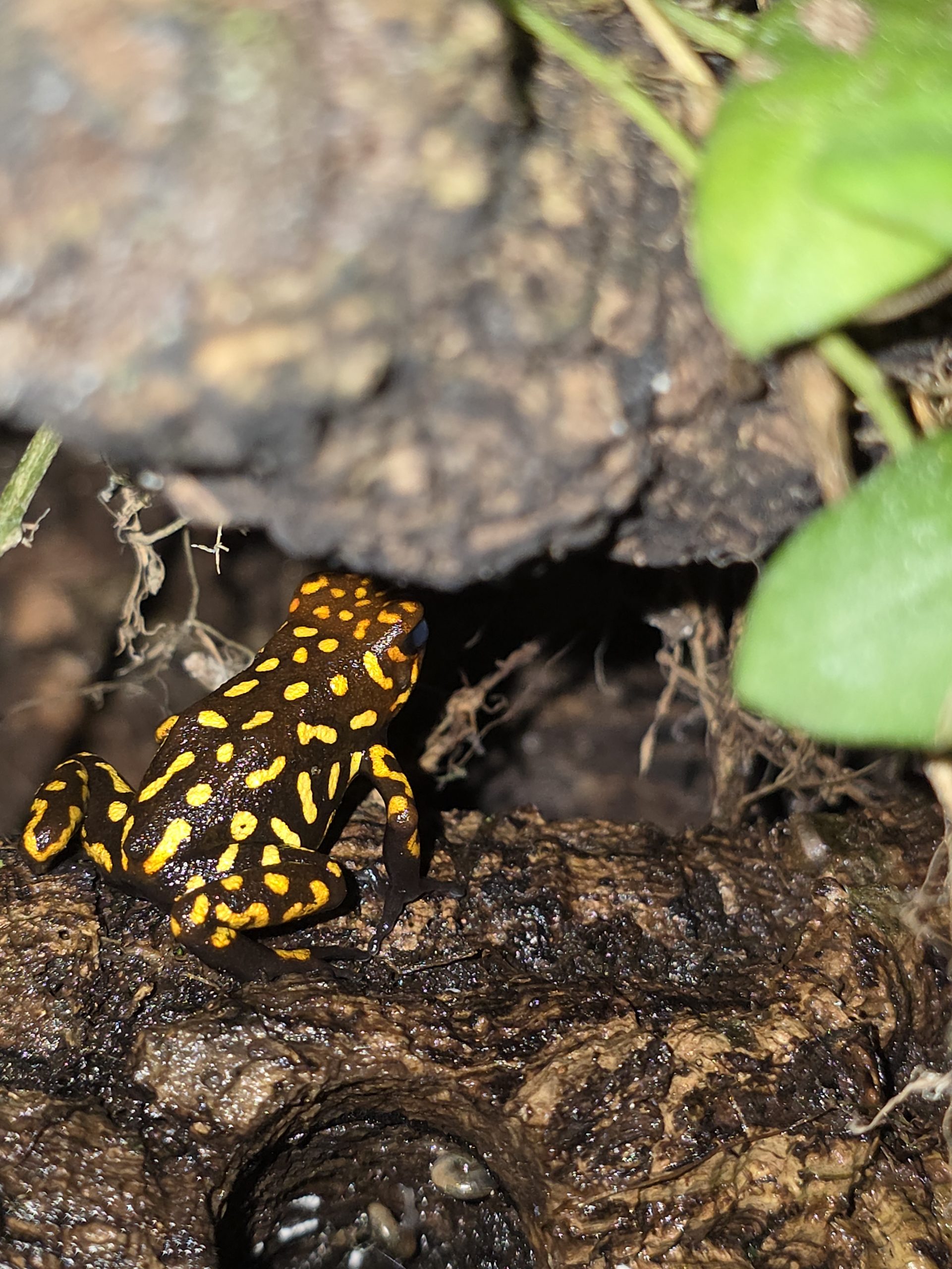 Proven Breeding Trio – Oophaga “Redhead” Small Form Dart Frogs – 1 Male, 2 Females