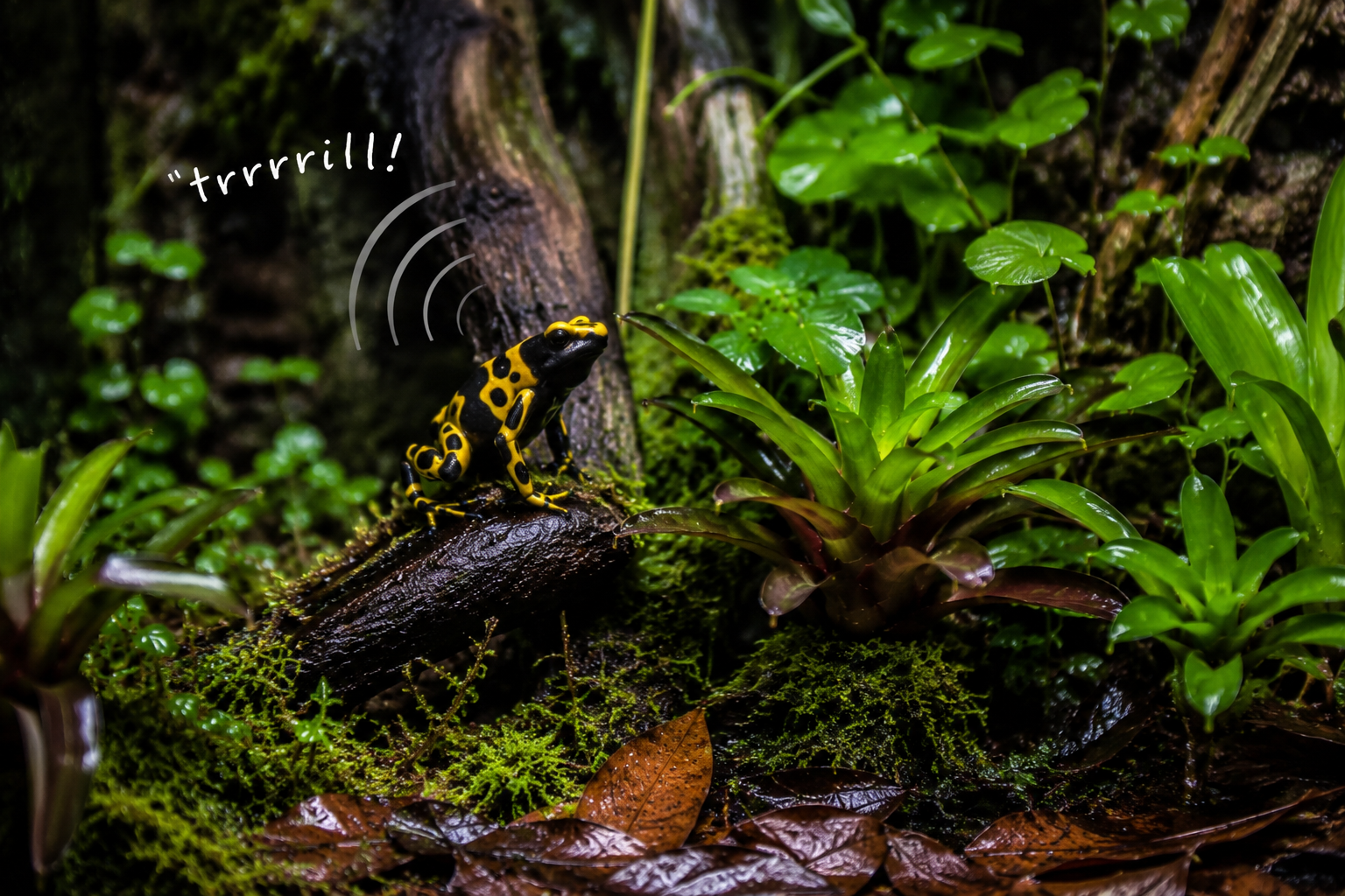 Male dart frog vocalising in a planted rainforest style vivarium with moss and bromeliads