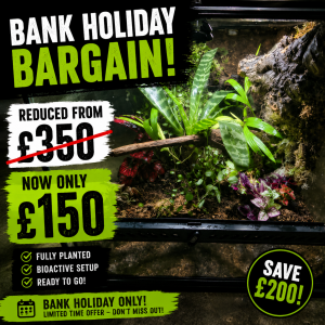 bargain bank holiday vivarium