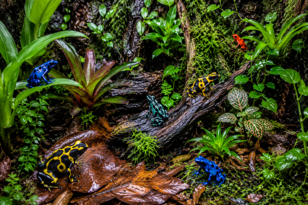 Colourful active dart frogs exploring a tropical bioactive vivarium with moss plants and leaf litter