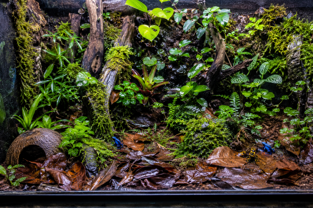 Established bioactive dart frog vivarium with tropical plants moss leaf litter and poison dart frogs