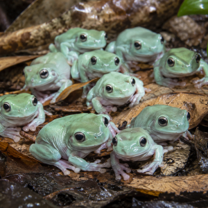 Captive-bred juvenile White’s Tree Frogs on tropical leaf litter