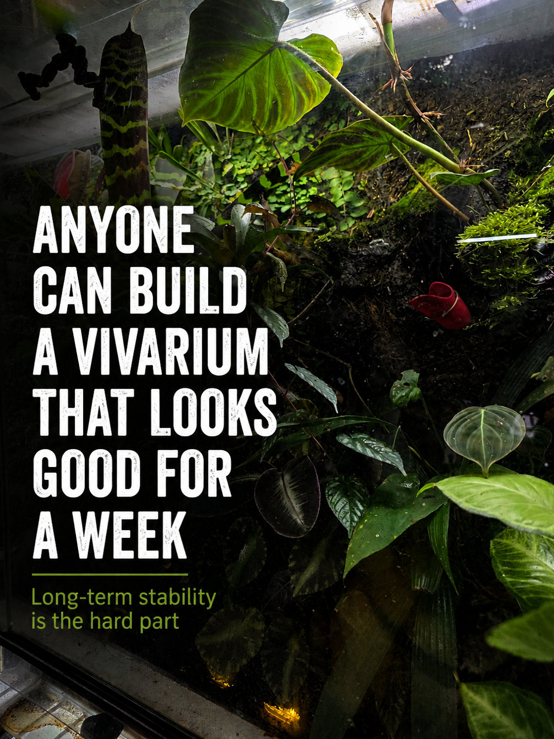 Mature planted dart frog vivarium showing dense tropical growth, rooted bromeliads and established bioactive structure.