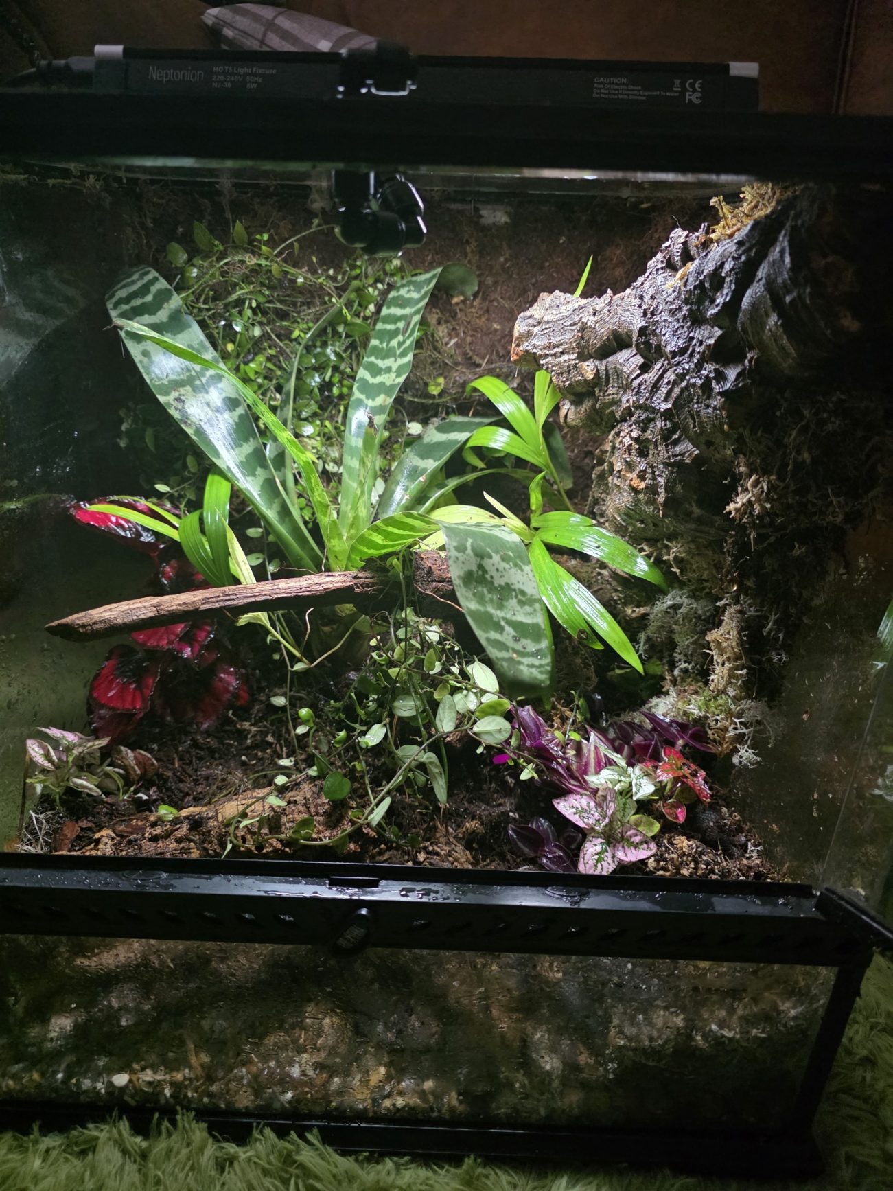 45x45x45cm Fully Bioactive Dart Frog Vivarium – Planted, Automated & Ready to Go