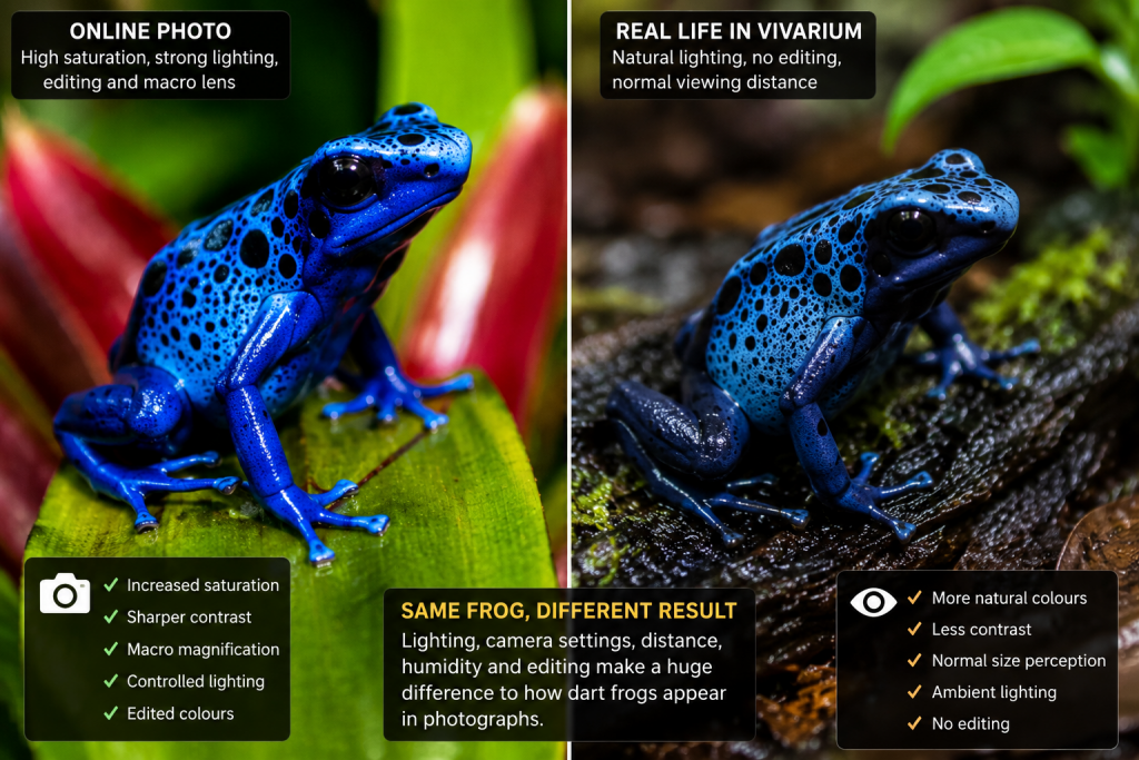 Macro style photo of a poison dart frog in a tropical vivarium with vivid lighting and saturated colours