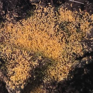 Close-up of live yellow springtails feeding and reproducing in culture