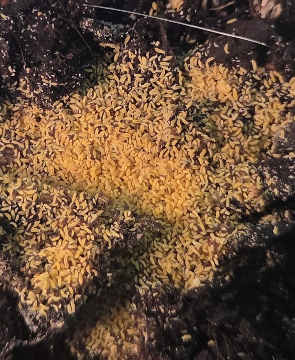 Close-up of live yellow springtails feeding and reproducing in culture