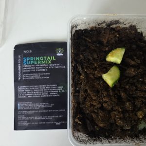 Yellow springtail starter culture supplied with 50g springtail food