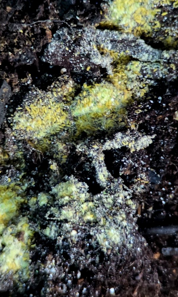 YELLOW SPRINGTAILS
