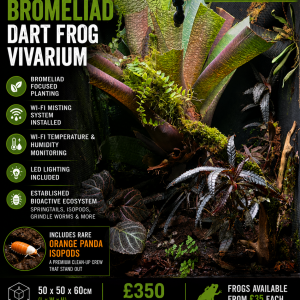 Established bromeliad dart frog vivarium with tropical plants, moss walls, Wi-Fi misting system and Orange Panda isopods