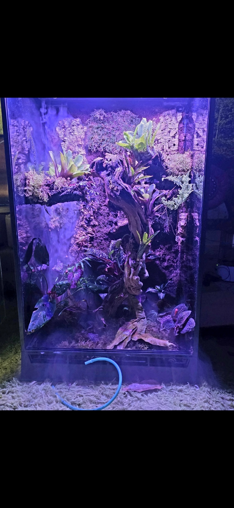 Automated paludarium with tropical plants, rainfall system, lightning effects, wind simulation and bioactive rainforest environment.