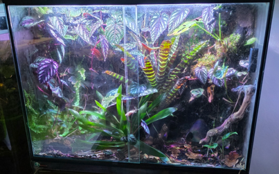 Bright tree frog perched among tropical plants inside a bioactive vivarium, showing how frog choice affects display vivarium design.