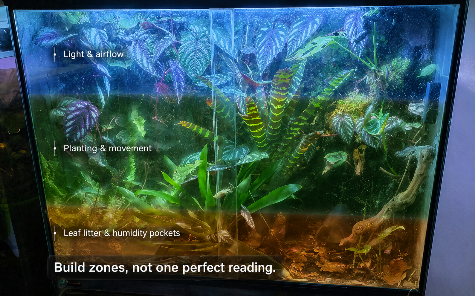 Planted dart frog vivarium with leaf litter, tropical plants, lighting and different humidity and cover zones.