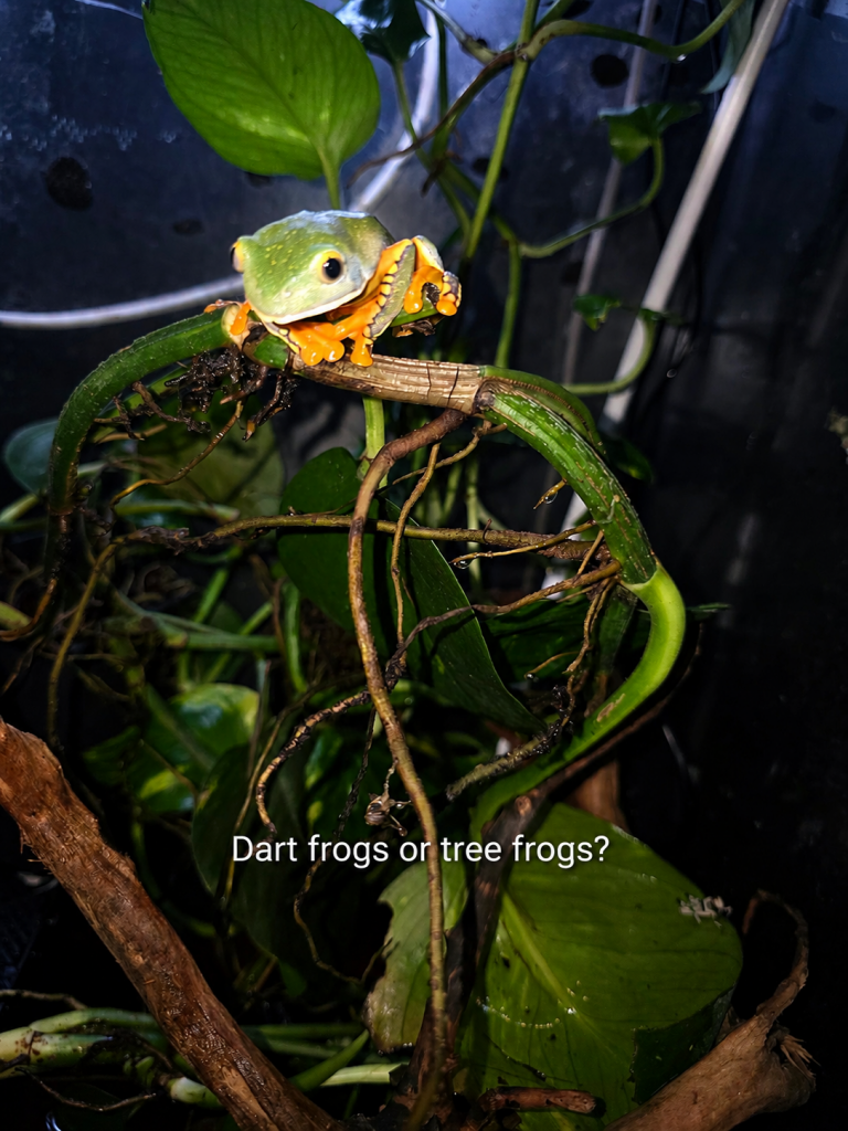 Tree frog perched on branches and tropical plants inside a bioactive vivarium, showing the difference between tree frog and dart frog enclosure design.