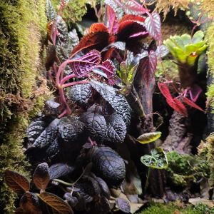 Established bioactive vivarium with live moss, tropical plants, bromeliads, premium lighting and Wi-Fi misting system