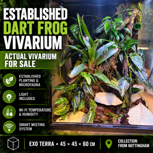 Actual 45 × 45 × 60 cm Exo Terra dart frog vivarium for sale, with established tropical planting and a feature bromeliad