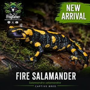 Fire Salamander Salamandra salamandra captive bred new arrival Frogfather UK