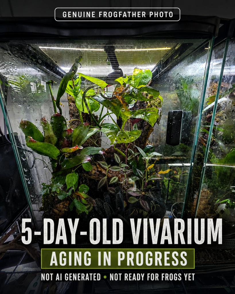 Newly planted Frogfather dart frog vivarium cycling before frogs are introduced