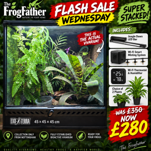 Established Exo Terra 45×45×45 bioactive dart frog vivarium – Frogfather Flash Sale Wednesday