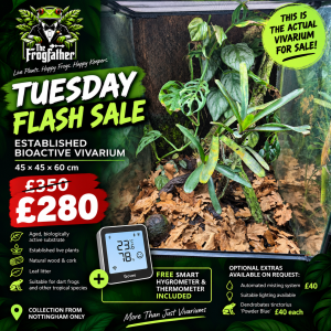 Established 45 × 45 × 60cm bioactive vivarium – Frogfather Tuesday Flash Sale