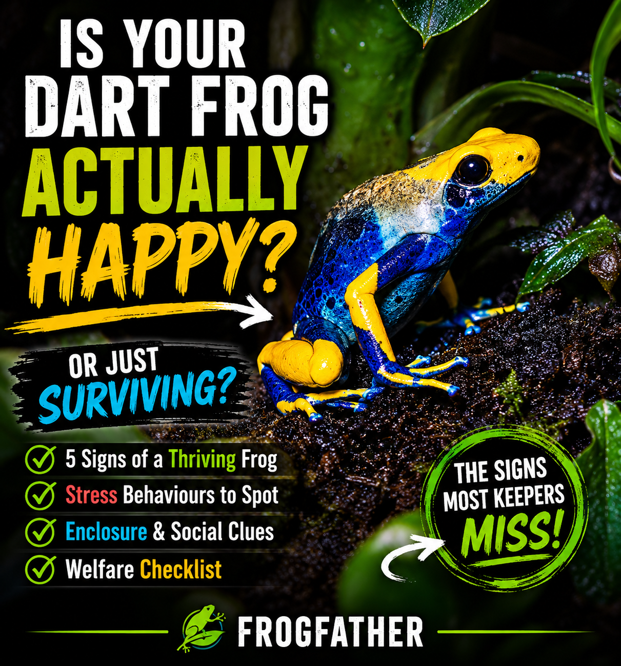 Yellow-headed poison dart frog confidently exploring a planted rainforest vivarium, illustrating the signs of a healthy and thriving dart frog.