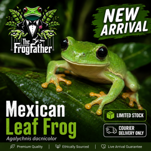 Mexican Leaf Frog Agalychnis dacnicolor resting on a branch