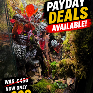 50 x 50 x 60 cm premium planted bioactive vivarium with moss, live plants and wood, reduced from £450 to £300 in payday deal