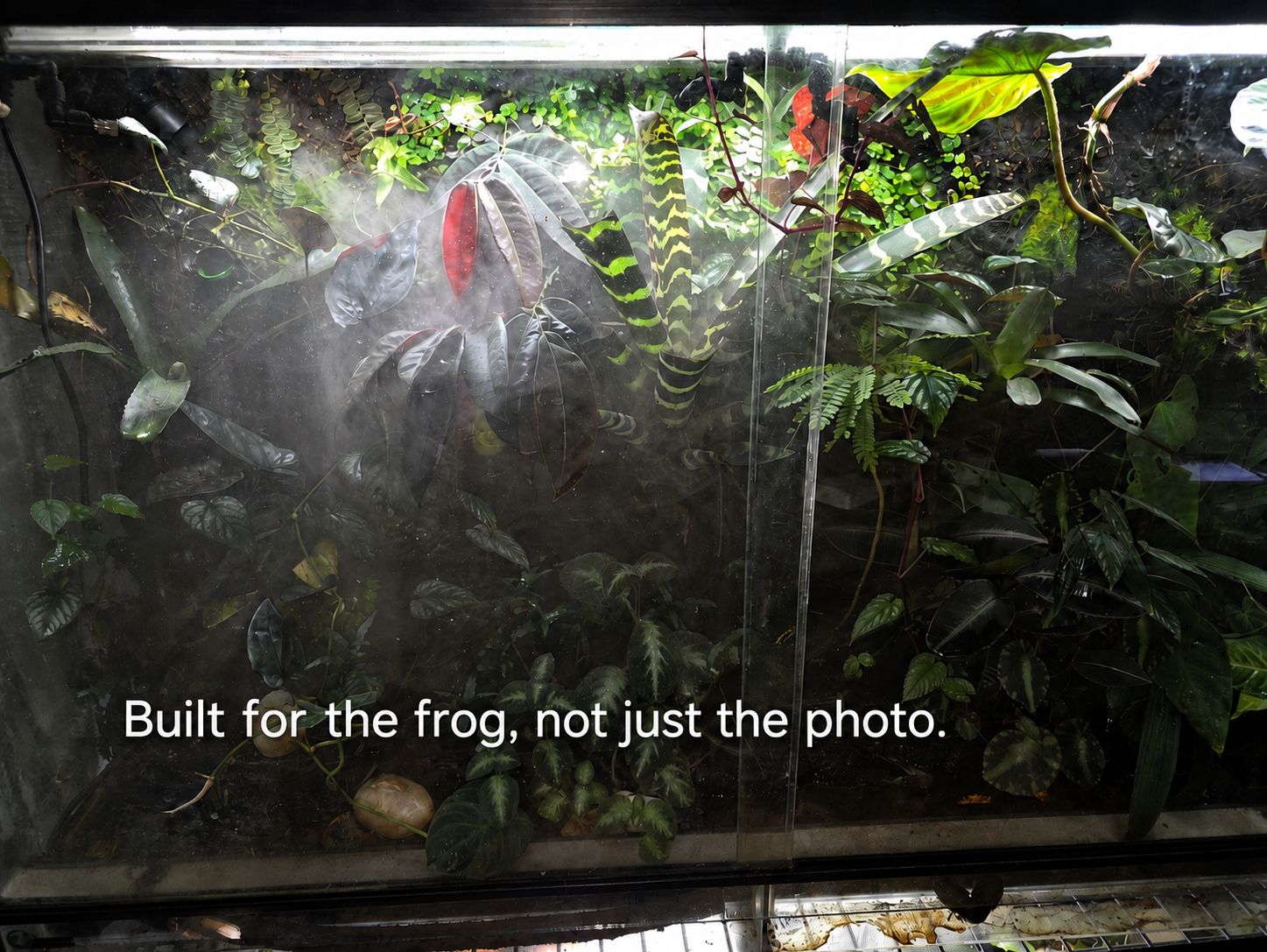 Premium 120x60x45cm bioactive dart frog vivarium with tropical planting, lighting, leaf litter and naturalistic rainforest-style design.